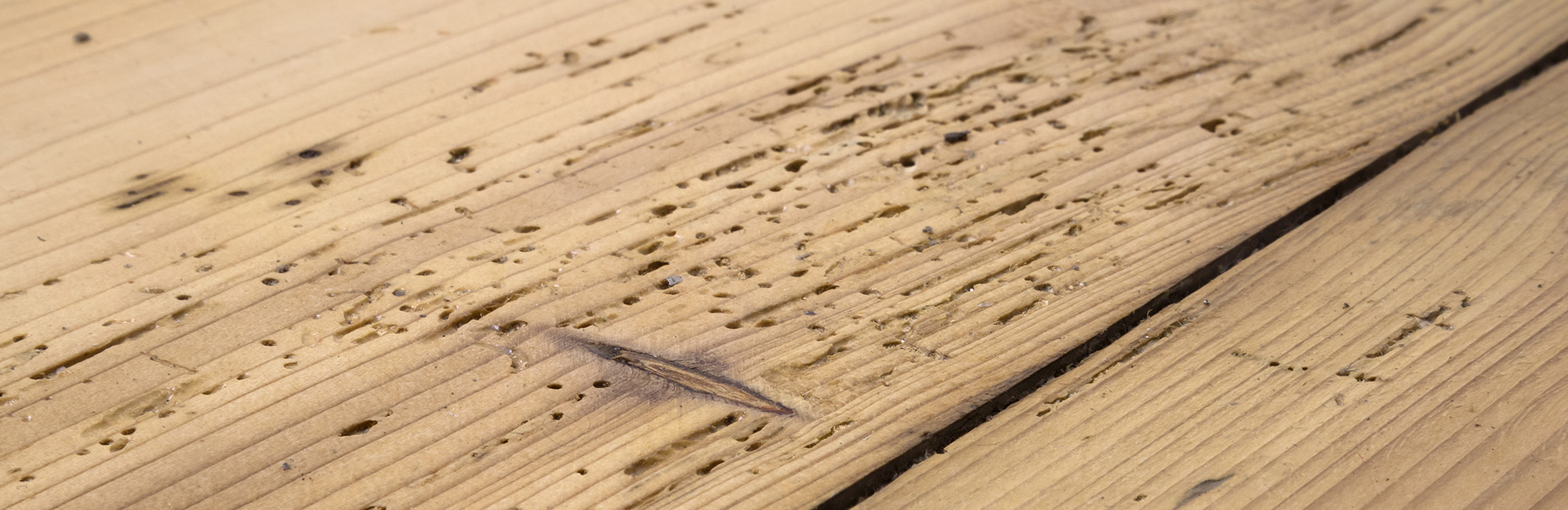 Photo of Woodworm Control