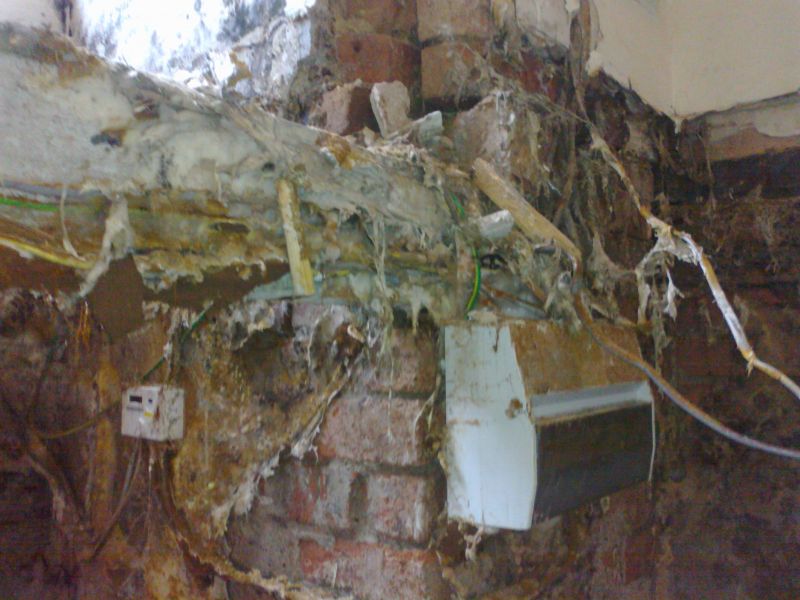 Dry Rot (Serpula lacrymans) mycellium: Swipe To View More Images