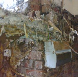 Dry Rot (Serpula lacrymans) mycellium: Click Here To View Larger Image