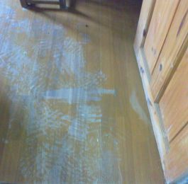 Dry rot spores covering the floor surface: Click Here To View Larger Image